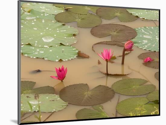 Lotus Flower, Ayuthaya, Thailand-Gavriel Jecan-Mounted Photographic Print
