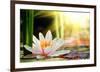 Lotus Flower Background-null-Framed Premium Giclee Print