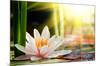 Lotus Flower Background-null-Mounted Premium Giclee Print