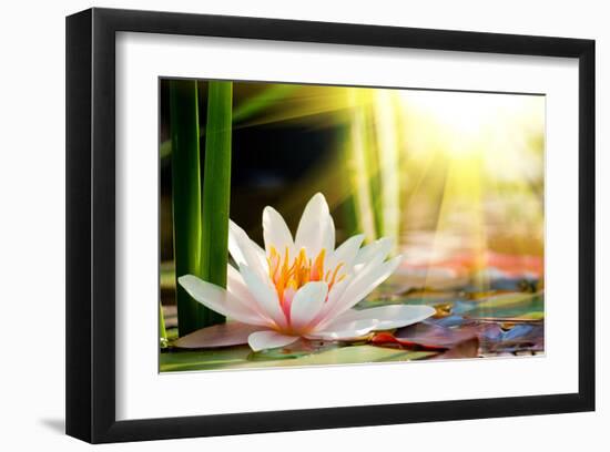 Lotus Flower Background-null-Framed Art Print