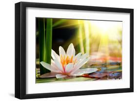 Lotus Flower Background-null-Framed Art Print