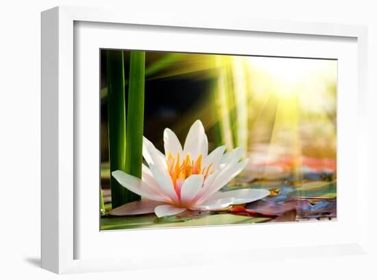 Lotus Flower Background-null-Framed Art Print