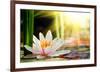 Lotus Flower Background-null-Framed Art Print