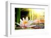 Lotus Flower Background-null-Framed Premium Giclee Print