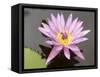 Lotus Flower, Balata Garden, Martinique, French Overseas Department, Windward Islands-null-Framed Stretched Canvas