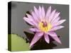 Lotus Flower, Balata Garden, Martinique, French Overseas Department, Windward Islands-null-Stretched Canvas