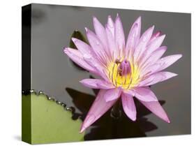 Lotus Flower, Balata Garden, Martinique, French Overseas Department, Windward Islands-null-Stretched Canvas