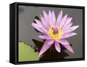 Lotus Flower, Balata Garden, Martinique, French Overseas Department, Windward Islands-null-Framed Stretched Canvas