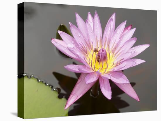 Lotus Flower, Balata Garden, Martinique, French Overseas Department, Windward Islands-null-Stretched Canvas