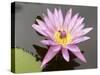Lotus Flower, Balata Garden, Martinique, French Overseas Department, Windward Islands-null-Stretched Canvas
