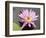 Lotus Flower, Balata Garden, Martinique, French Overseas Department, Windward Islands-null-Framed Photographic Print