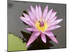 Lotus Flower, Balata Garden, Martinique, French Overseas Department, Windward Islands-null-Mounted Photographic Print