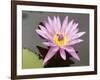 Lotus Flower, Balata Garden, Martinique, French Overseas Department, Windward Islands-null-Framed Photographic Print