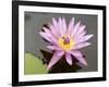 Lotus Flower, Balata Garden, Martinique, French Overseas Department, Windward Islands-null-Framed Photographic Print