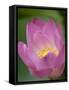 Lotus Flower, Bangkok, Thailand-Russell Young-Framed Stretched Canvas