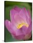 Lotus Flower, Bangkok, Thailand-Russell Young-Stretched Canvas