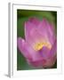 Lotus Flower, Bangkok, Thailand-Russell Young-Framed Photographic Print