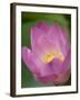 Lotus Flower, Bangkok, Thailand-Russell Young-Framed Photographic Print