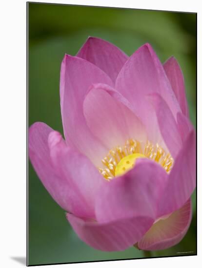 Lotus Flower, Bangkok, Thailand-Russell Young-Mounted Photographic Print