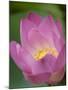 Lotus Flower, Bangkok, Thailand-Russell Young-Mounted Photographic Print