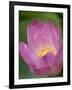 Lotus Flower, Bangkok, Thailand-Russell Young-Framed Photographic Print