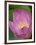 Lotus Flower, Bangkok, Thailand-Russell Young-Framed Photographic Print