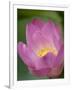 Lotus Flower, Bangkok, Thailand-Russell Young-Framed Photographic Print