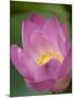 Lotus Flower, Bangkok, Thailand-Russell Young-Mounted Photographic Print