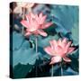 Lotus Flower Blooming in Summer Pond with Green Leaves as Background-kenny001-Stretched Canvas