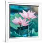 Lotus Flower Blooming in Summer Pond with Green Leaves as Background-kenny001-Framed Photographic Print