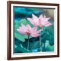 Lotus Flower Blooming in Summer Pond with Green Leaves as Background-kenny001-Framed Photographic Print