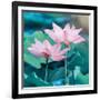 Lotus Flower Blooming in Summer Pond with Green Leaves as Background-kenny001-Framed Photographic Print