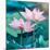 Lotus Flower Blooming in Summer Pond with Green Leaves as Background-kenny001-Mounted Photographic Print