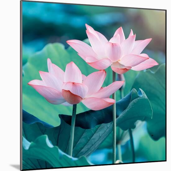 Lotus Flower Blooming in Summer Pond with Green Leaves as Background-kenny001-Mounted Photographic Print