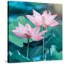 Lotus Flower Blooming in Summer Pond with Green Leaves as Background-kenny001-Stretched Canvas