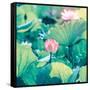 Lotus Flower Blooming in Summer Pond with Green Leaves as Background-kenny001-Framed Stretched Canvas