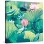 Lotus Flower Blooming in Summer Pond with Green Leaves as Background-kenny001-Stretched Canvas