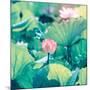 Lotus Flower Blooming in Summer Pond with Green Leaves as Background-kenny001-Mounted Photographic Print