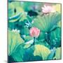 Lotus Flower Blooming in Summer Pond with Green Leaves as Background-kenny001-Mounted Photographic Print