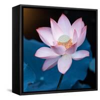 Lotus Flower Blooming on Pond-Wu Kailiang-Framed Stretched Canvas