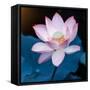 Lotus Flower Blooming on Pond-Wu Kailiang-Framed Stretched Canvas