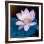 Lotus Flower Blooming on Pond-Wu Kailiang-Framed Photographic Print