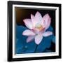 Lotus Flower Blooming on Pond-Wu Kailiang-Framed Photographic Print
