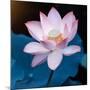 Lotus Flower Blooming on Pond-Wu Kailiang-Mounted Photographic Print