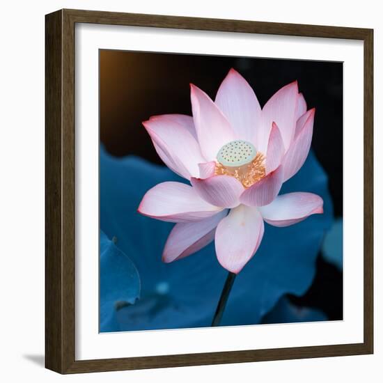 Lotus Flower Blooming on Pond-Wu Kailiang-Framed Photographic Print