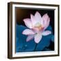 Lotus Flower Blooming on Pond-Wu Kailiang-Framed Photographic Print