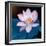 Lotus Flower Blooming on Pond-Wu Kailiang-Framed Photographic Print