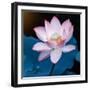 Lotus Flower Blooming on Pond-Wu Kailiang-Framed Photographic Print