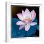 Lotus Flower Blooming on Pond-Wu Kailiang-Framed Photographic Print