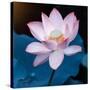 Lotus Flower Blooming on Pond-Wu Kailiang-Stretched Canvas